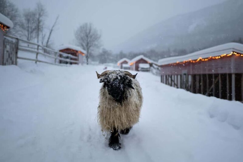 Tromsø: Cosy Farm Visit with a Chance of Northen Lights - An Authentic Norwegian Farm Experience Close to Tromsø