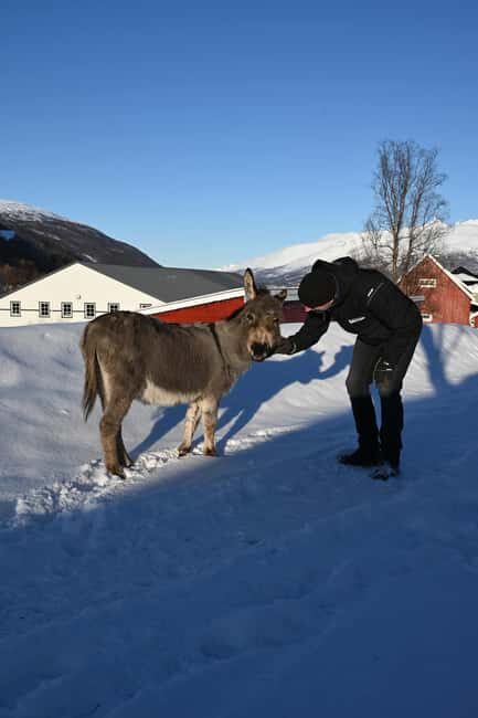 Tromsø: Cosy Farm Visit with a Chance of Northen Lights - The Sum Up