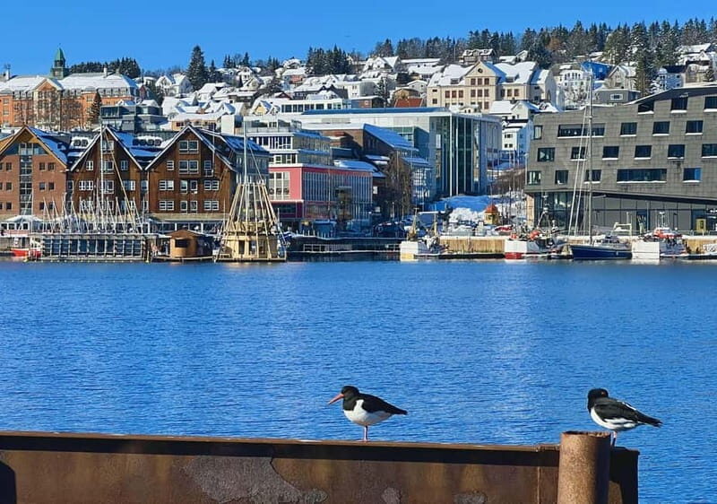 Tromsø: Evening City Walking Tour with Arctic Stories - Who Would Love This Tour?