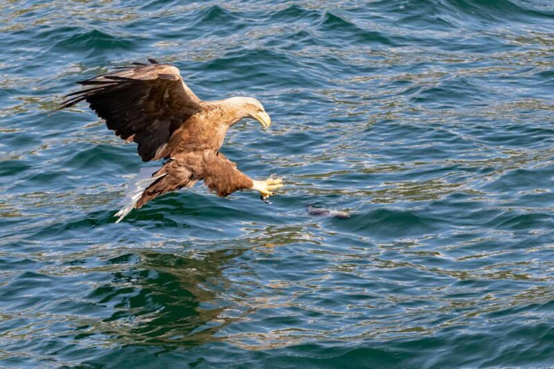 Tromsø: Evening Sightseeing Cruise All-inclusive - A Deep Dive into the Experience
