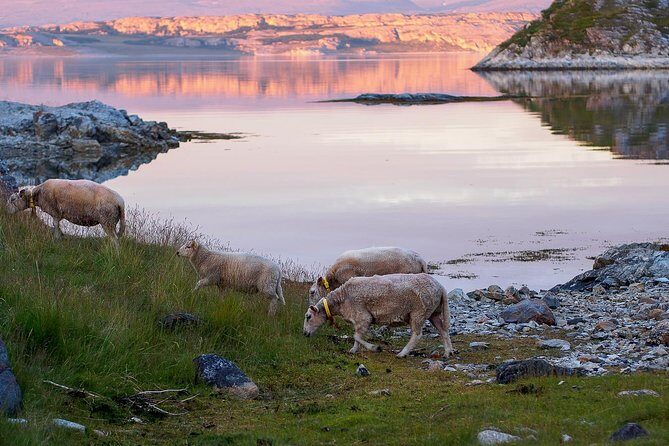 Tromsø: Exclusive Fjord Adventure by Bus - Authentic Arctic Experiences and Value
