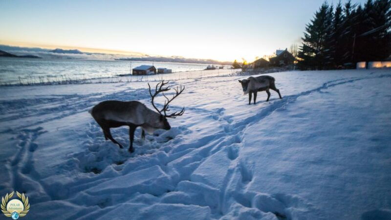tromso-exclusive-fjord-adventure-by-bus