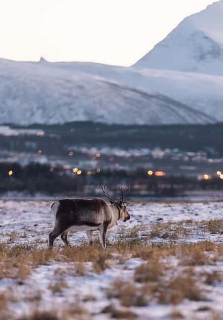Tromsø: Express Fjord Road Trip - FAQs