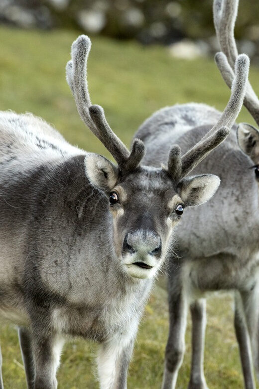 Tromso: Fjord Arctic Adventure Expedition - In The Sum Up