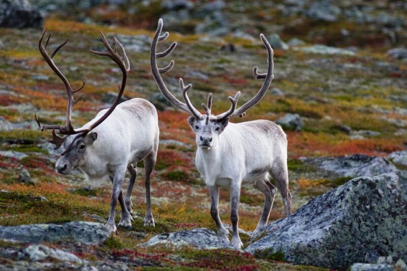 tromso-fjord-arctic-adventure-expedition