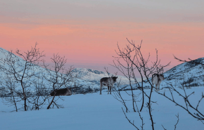 tromso-fjord-arctic-adventure-expedition