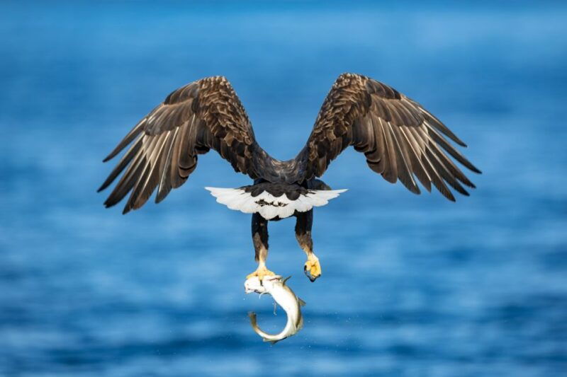 tromso-fjord-history-cruise-with-snack-and-drinks