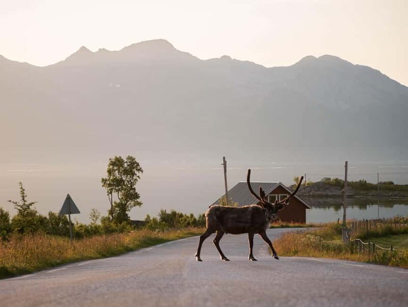 Tromsø: Fjord Tour and Visit to Sommarøy with Expert Tour Guide in Italian - Who Should Consider This Tour?