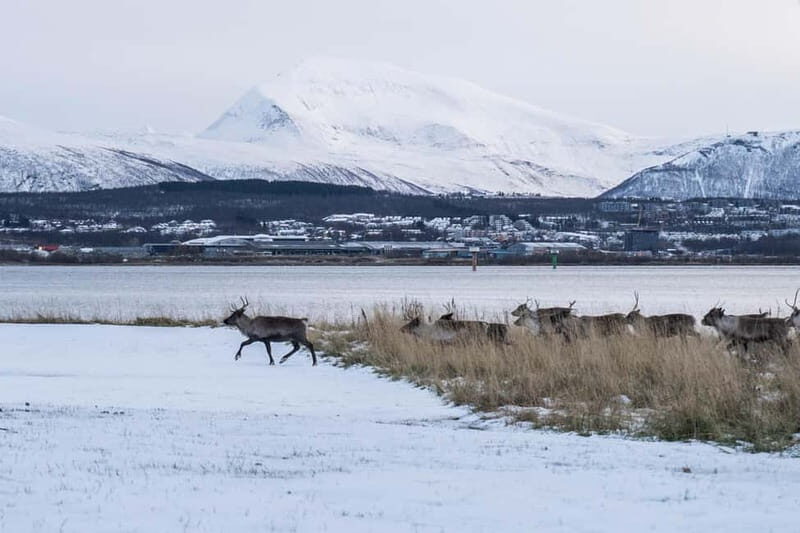 Tromsø: Fjord Tour to Sommarøy with Expert Guide in Spanish - FAQs