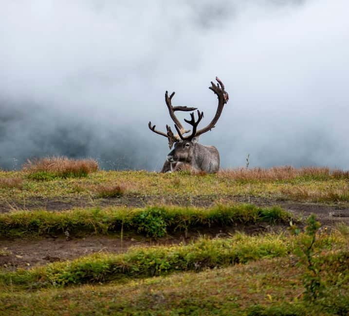 Tromsø: Fjords and Sommarøy Tour with Local Lunch - FAQs