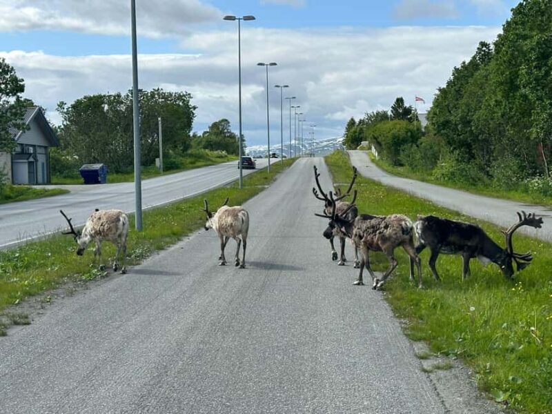 Tromsø: Fjords and Wildlife Tour in a Minibus - Key Points  