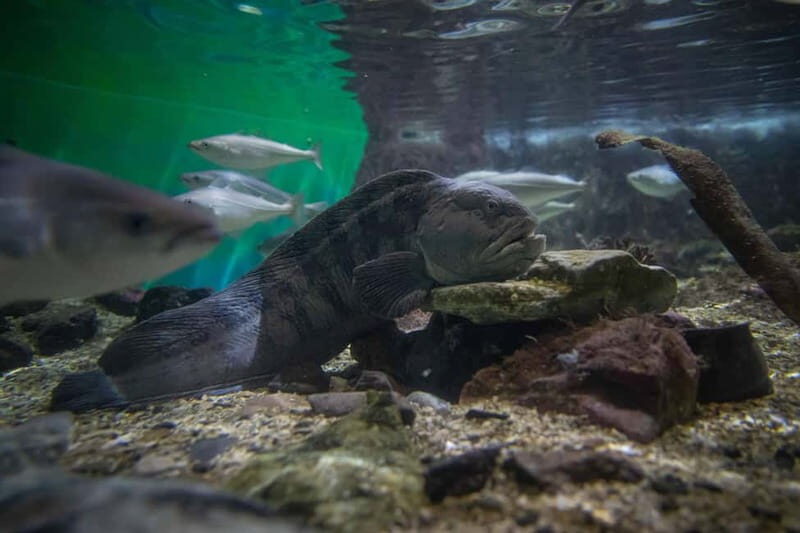 Tromsø: Guided Tour of Polaria - Key Points