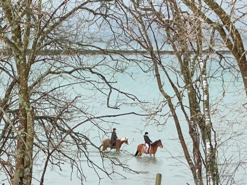 Tromsø: Horseback Riding Tour - Introduction