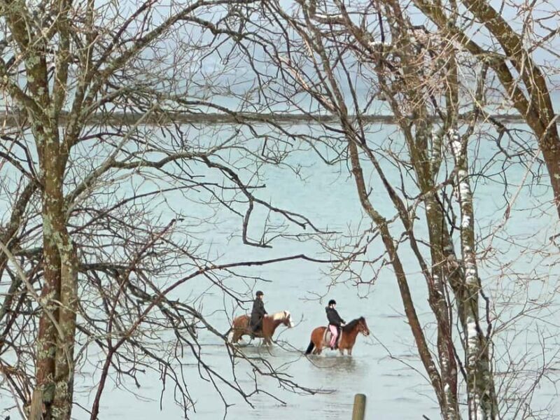 Tromsø: Horseback Riding Tour vinter/summer - An in-depth look at the horseback riding tour in Tromsø