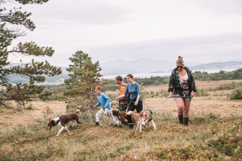 tromso-husky-hike-and-puppy-visit-with-traditional-lunch