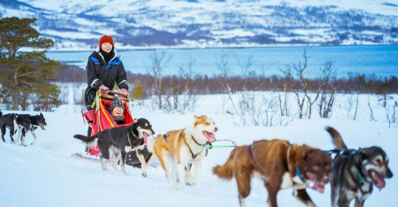 tromso-husky-sled-self-drive-with-traditional-lunch