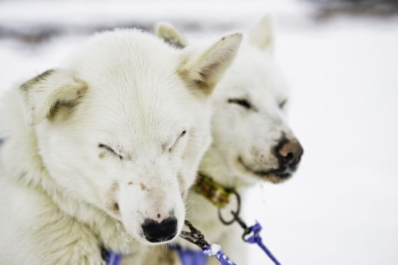 tromso-husky-sled-self-drive-with-traditional-lunch