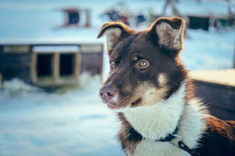 tromso-husky-sled-self-drive-with-traditional-lunch