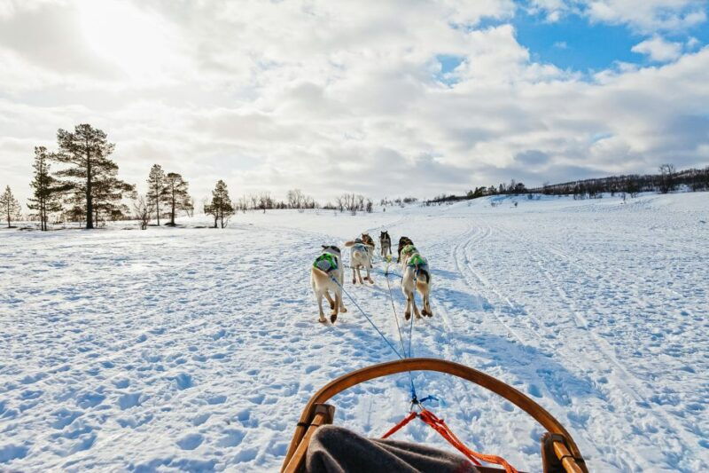 tromso-husky-sled-self-drive-with-traditional-lunch