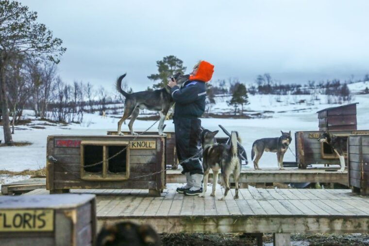 tromso-husky-sled-self-drive-with-traditional-lunch
