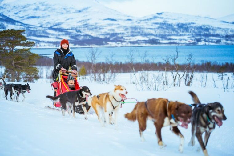 tromso-husky-sled-self-drive-with-traditional-lunch