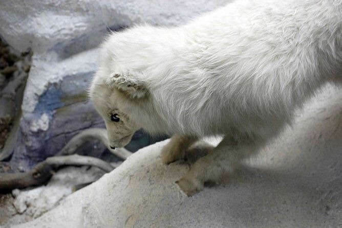 tromso-in-the-footsteps-of-roald-amundsen