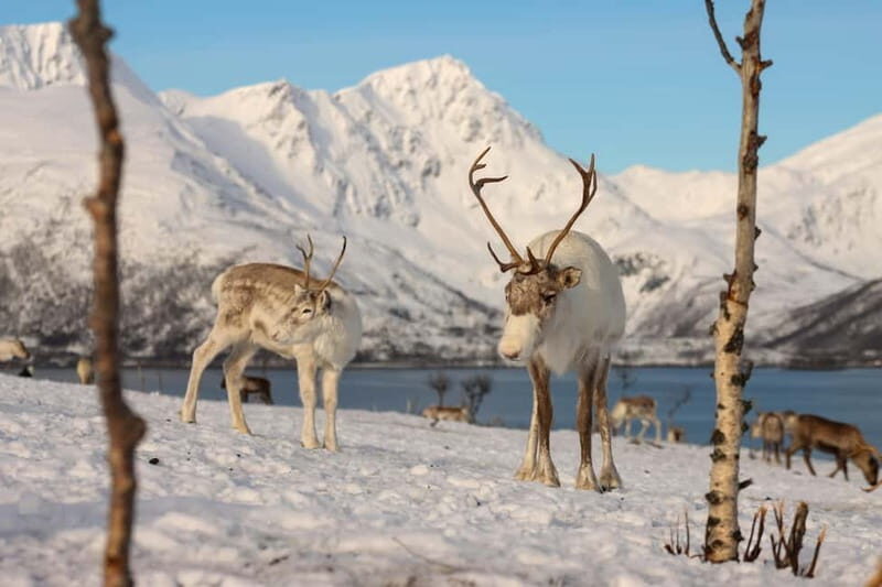 Tromsø: Kvaløya and Sommarøy Guided Tour with Lunch - Pricing and Value