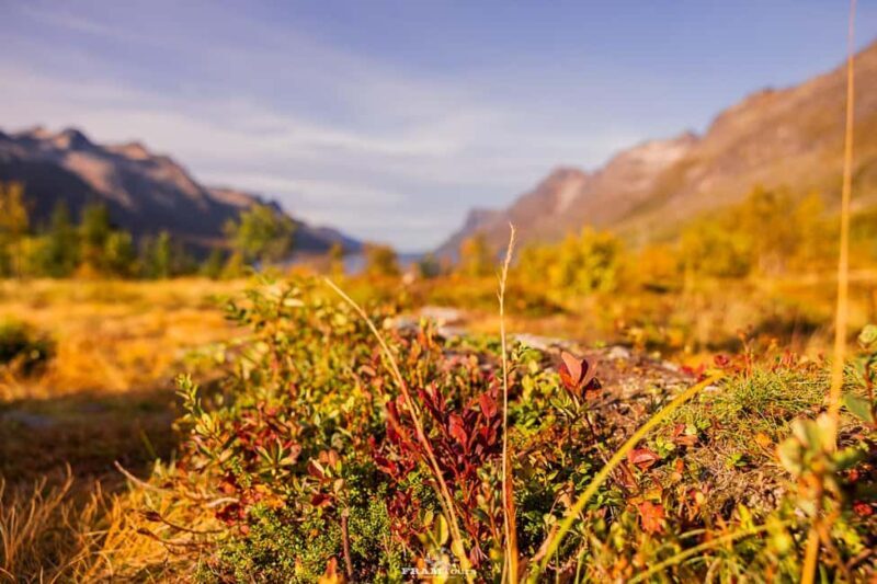 Tromsø: Lyngen Alps Sightseeing Tour with Lunch - An Inside Look at the Lyngen Alps Sightseeing Tour