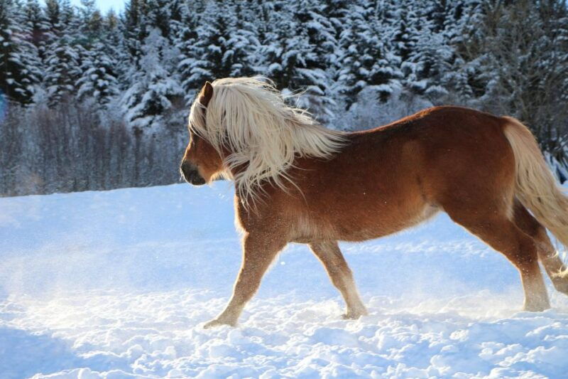 tromso-lyngen-horse-stud-farm-visit