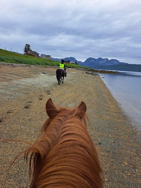 tromso-lyngen-horse-summer-riding-experience