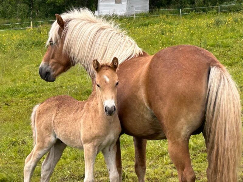 tromso-lyngen-horse-summer-riding-experience