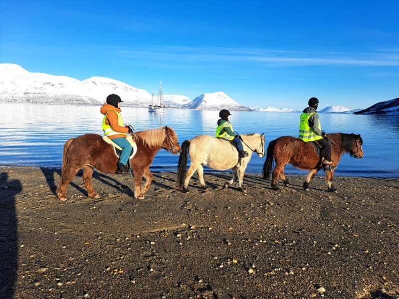 tromso-lyngen-horse-winter-riding-experience