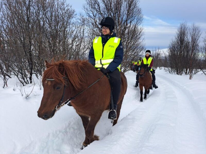 tromso-lyngen-horse-winter-riding-experience