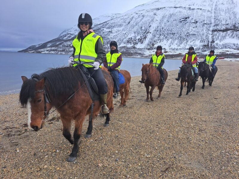 tromso-lyngen-horse-winter-riding-experience