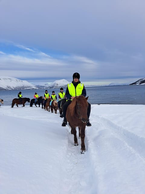 tromso-lyngen-horse-winter-riding-experience