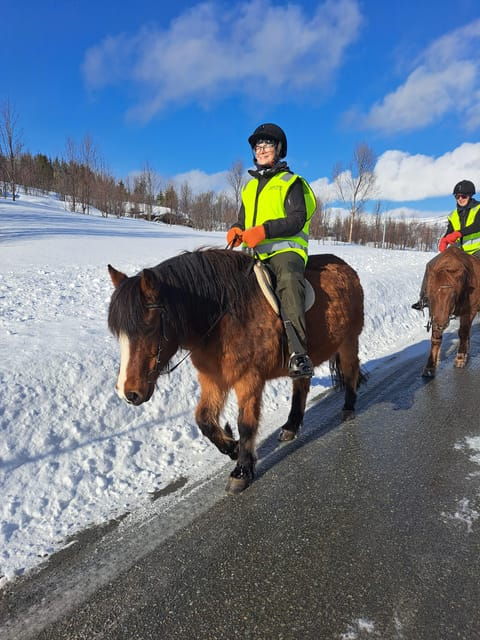 tromso-lyngen-horse-winter-riding-experience