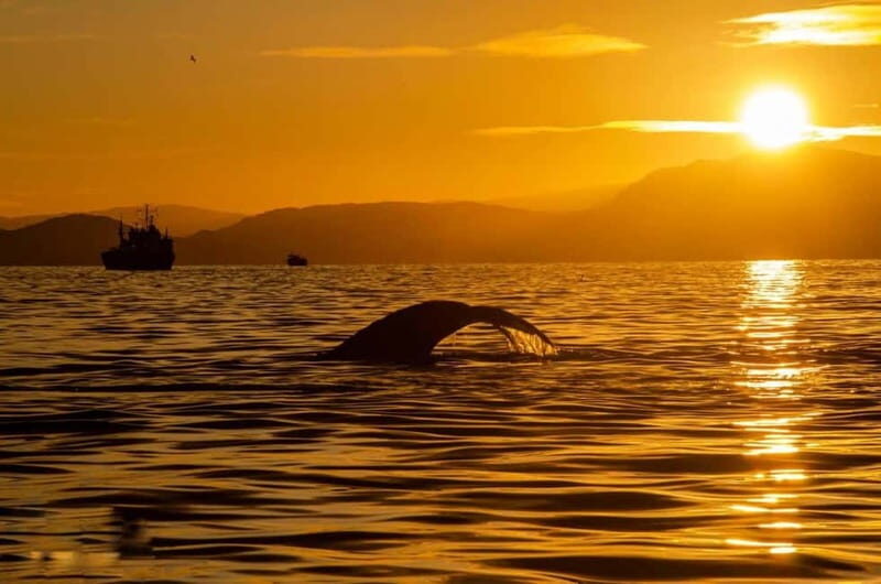 Tromsø: Midnight Fjord Tour - What To Expect in Terms of Comfort and Practicalities