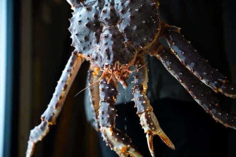 Tromsø: Northern Lights Live King Crab Dinner by the Sea - Key Points