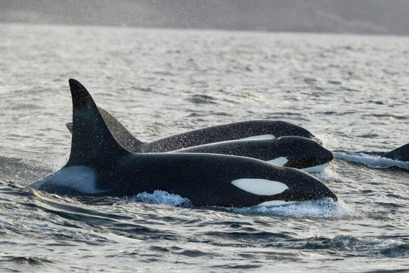 tromso-orca-and-whale-watching-comfort-heated-boat-trip