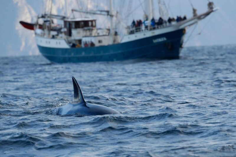 tromso-orca-and-whale-watching-comfort-heated-boat-trip