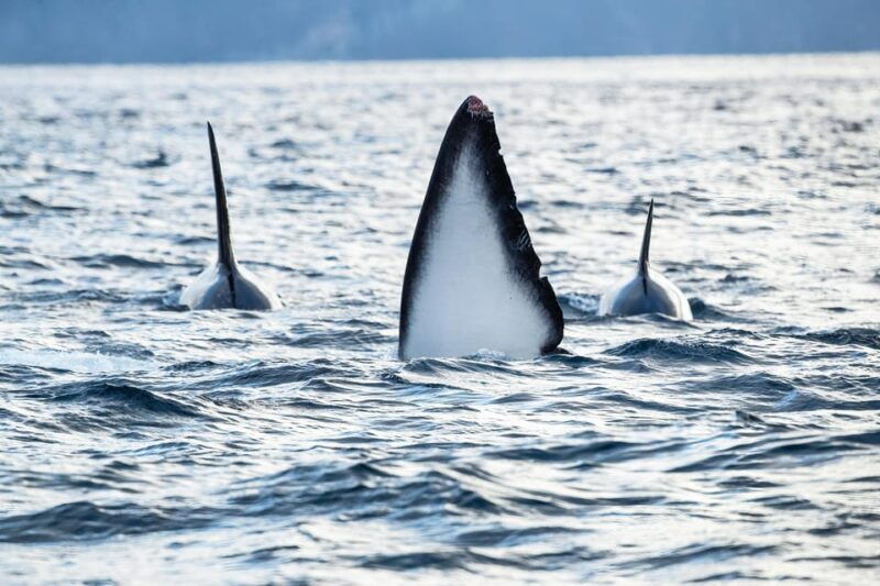 tromso-orca-and-whale-watching-comfort-heated-boat-trip