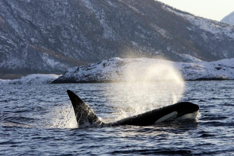 tromso-orca-and-whale-watching-comfort-heated-boat-trip