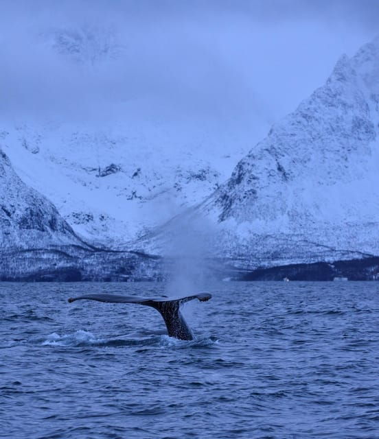 tromso-orca-and-whale-watching-comfort-heated-boat-trip