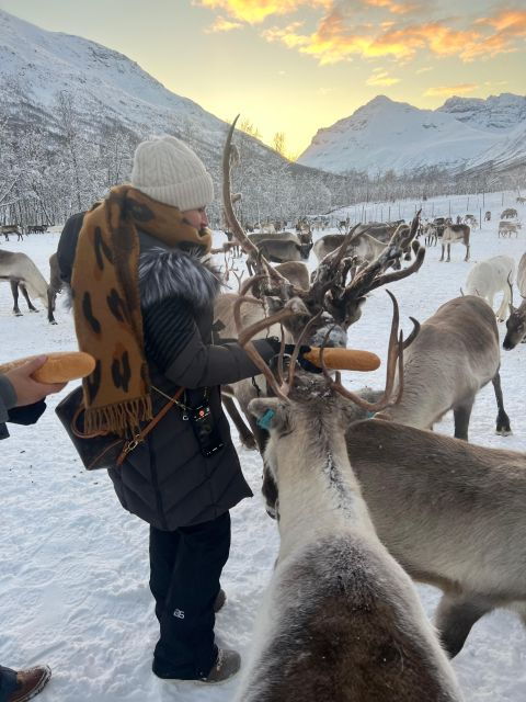 tromso-reindeer-experience-at-a-sami-camp