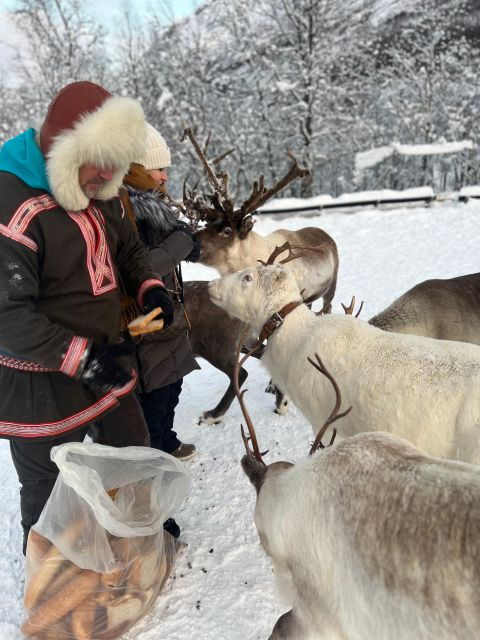 tromso-reindeer-experience-at-a-sami-camp