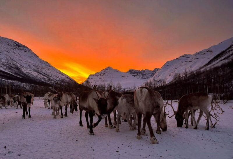 tromso-reindeer-experience-at-a-sami-camp