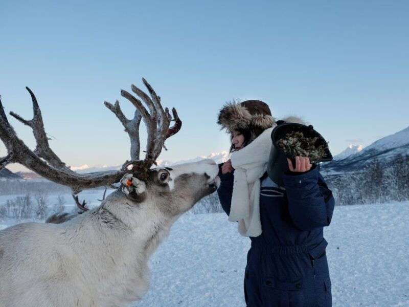 tromso-reindeer-feeding-and-sami-cultural-experience
