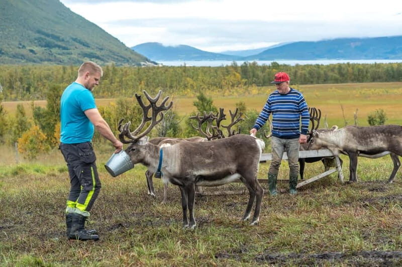 Tromsø: Reindeer Feeding and Sami Culture Tour with Lunch - Intro: A Unique Arctic Encounter