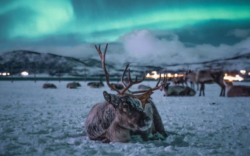 tromso-reindeer-feeding-with-chance-of-northern-lights