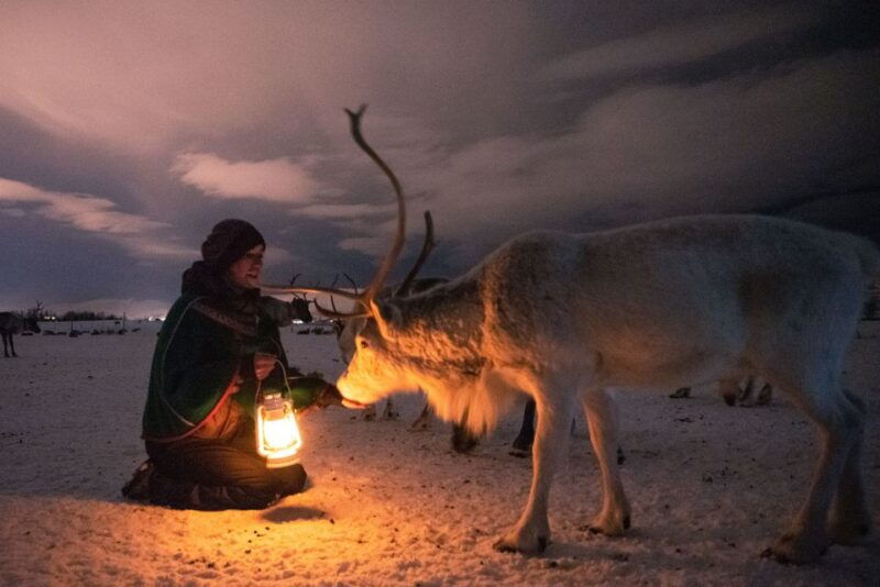 tromso-reindeer-feeding-with-chance-of-northern-lights